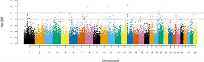 Single-Nucleotide Polymorphism Variations Associated With Specific Genes Putatively Identified Enhanced Genetic Predisposition for 305-Day Milk Yield in the Girolando Crossbreed